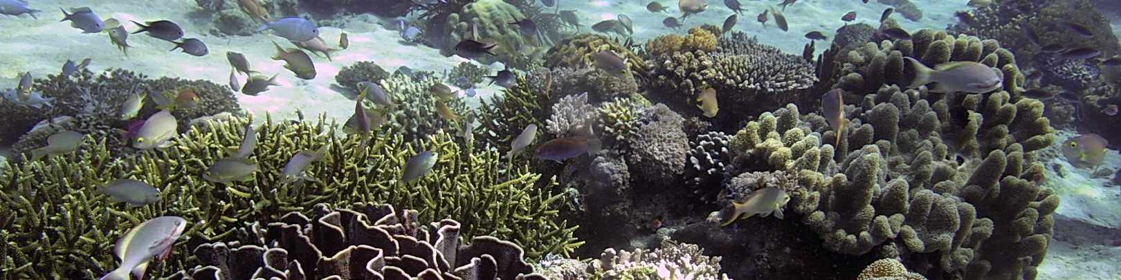 Komodo underwater